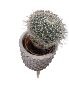 Cactus en macetero